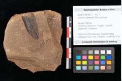 Foto (Objekt + Etikett) von Quercus palaeoilex Ettingshausen (NHMW-GEO-2024-0188-0872)